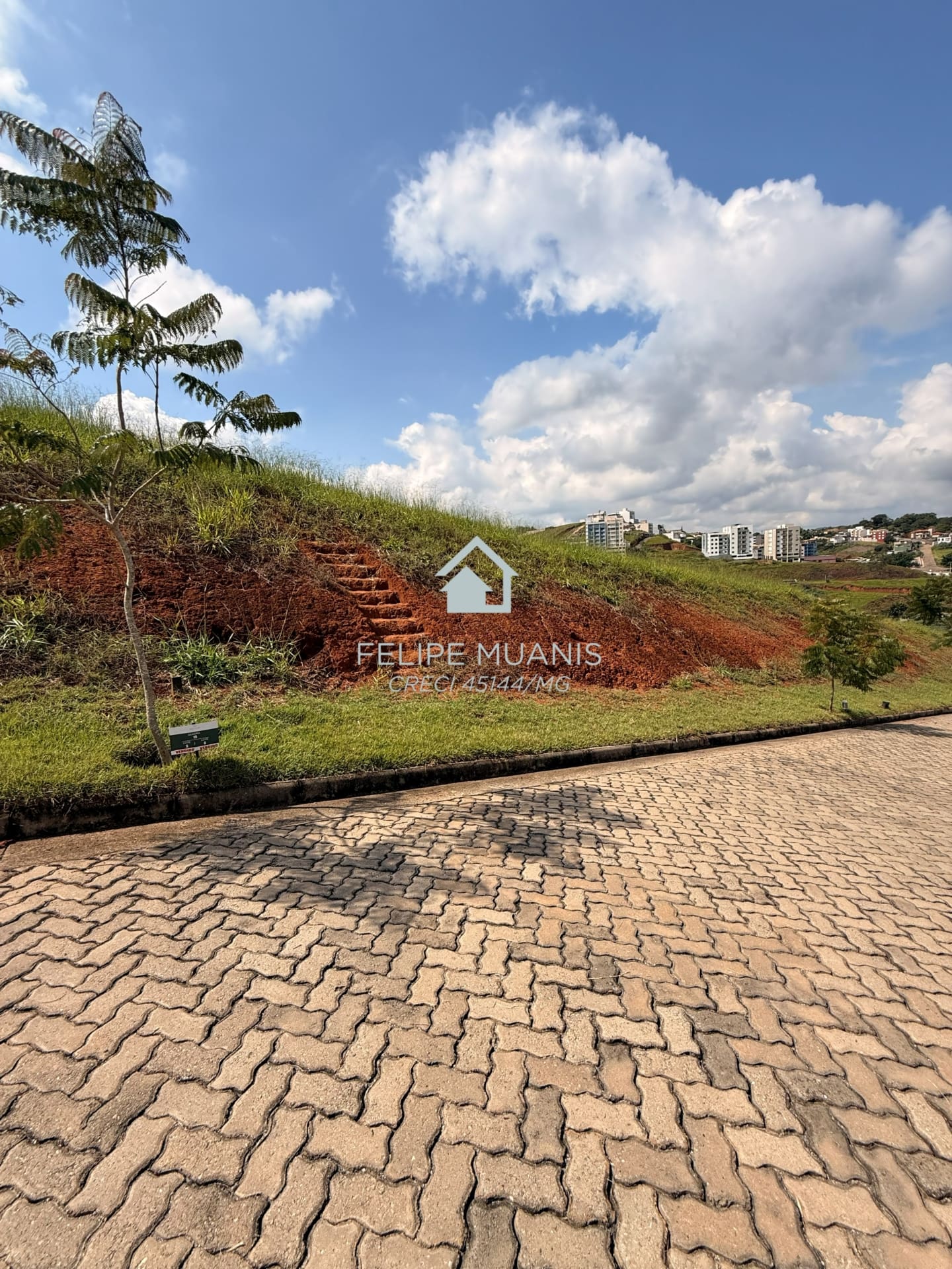 1 LOTE ESTRELA DA MATA