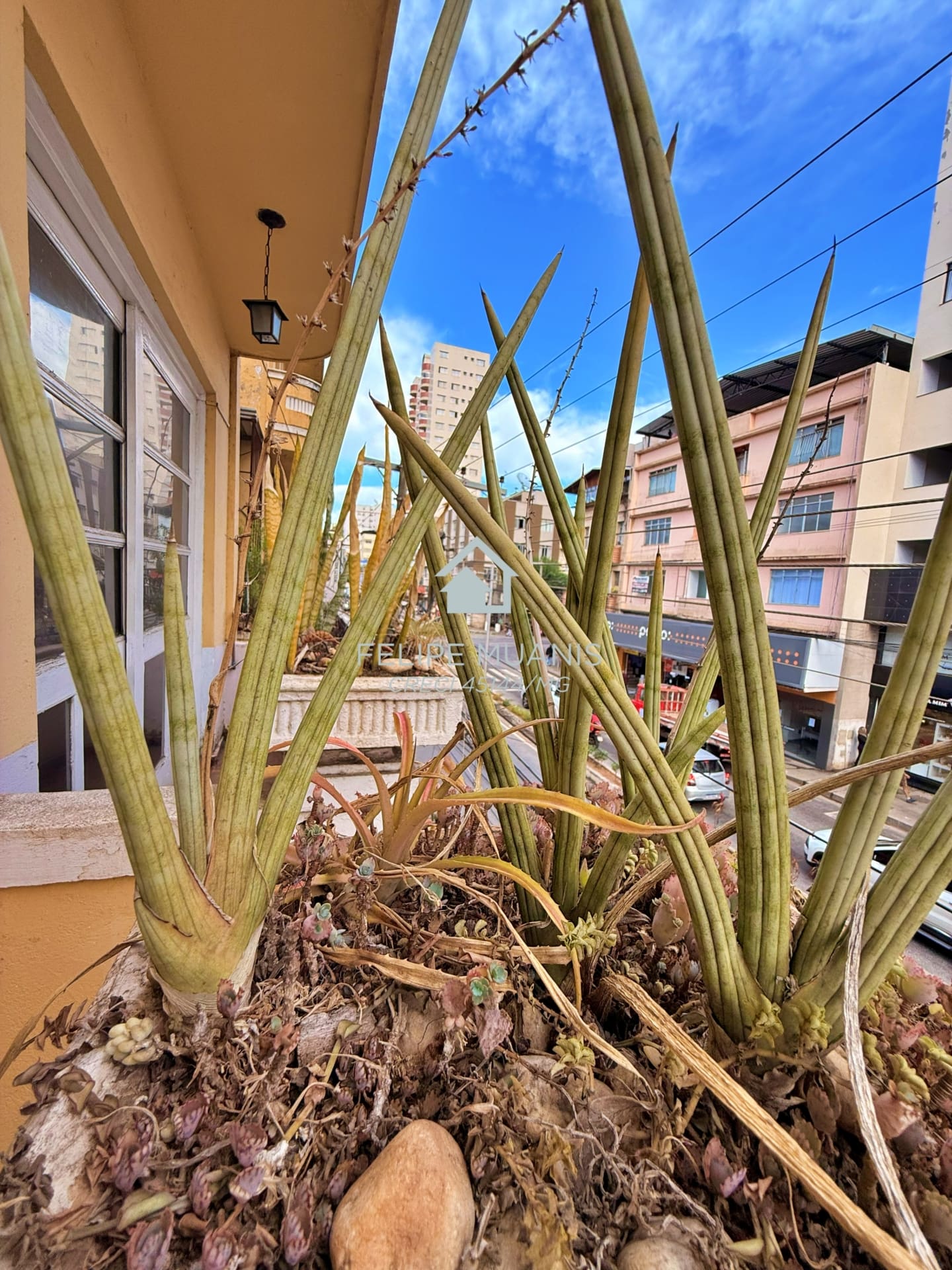 Apto de 235 m² no Bairro Palmeiras | Sem Condomínio